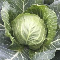 ЗАРИССИМА F1 капуста белокочанная Райк Цваан, GD, 2500 шт