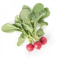 БЕЛСАЙ F1 редис Райк Цваан, кал.2, 75-3, 0, 25 тыс.шт