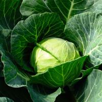 КАМБРИЯ F1 капуста белокочанная Бейо