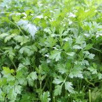 ТАЙГА F1 петрушка Гавриш (100 г)