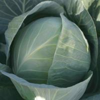 СТРУКТУРА F1 капуста белокочанная Хазера