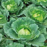 БЕЛАДОННА F1 капуста белокочанная Гриномика