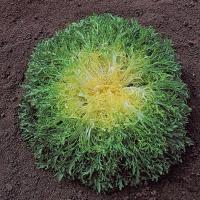 ЗИДАН F1 эндивий Энза Заден