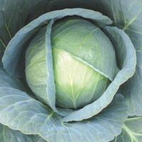 КИЛАГЕРБ F1 капуста белокочанная Сингента