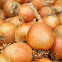 ТЕМПТЭЙШН F1 лук Сингента