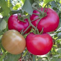 ЧАРЛИ F1 томат Гриномика