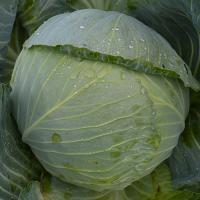 АЛАНЕК F1 капуста белокочанная Энза Заден