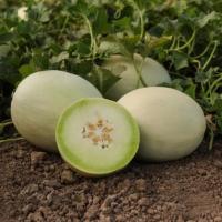 КСЕНИЯ F1 дыня Вильморин