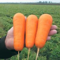 БОЛИВАР F1 морковь Вильморин (фр.1, 6-1, 8 мм) 250 т шт