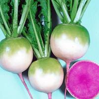 МИСАТО РОУЗ ФЛЕШ F1 дайкон Саката