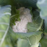 АЛЬТАМИРА F1 капуста цветная Бейо