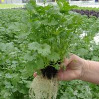 АРГО F1 кориандр Гавриш (100 г)