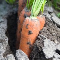 НАВАЛ F1 морковь Бейо (2.4-2.6)