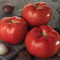 ЛИНДА F1 томат Саката