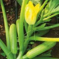 ЭЗРА F1 кабачок Хазера