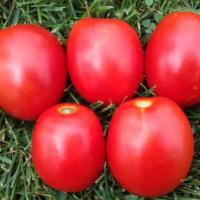 ТМ 10857 F1 томат Саката