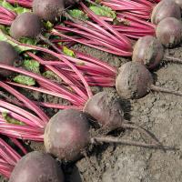 РОНДА F1 свекла Бейо (3.5-4.0)