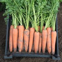 КАНАДА F1 морковь Бейо (1.8-2.0)