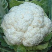 ФРИСТАЙЛ F1 капуста цветная Гавриш