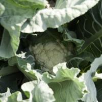 ЦЕРСИ F1 капуста цветная Райк Цваан, NS, 2500 шт