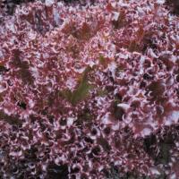 АЗИРКА F1 салат лолло росса Энза Заден