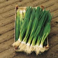 ПАРАДЕ F1 лук на зелень Бейо (2 500 000)