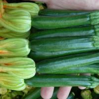 САЛЬВАДОР F1 кабачок Энза Заден