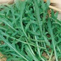 ГУРМАН F1 рукола Гавриш (100 г)