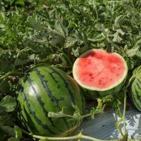 ТИГРИНЬО F1 арбуз Райк Цваан, PR, 100 шт