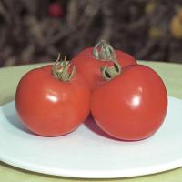 БЕРЛИНО F1 томат Гавриш