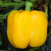 МИЛДРЕД F1 перец Энза Заден