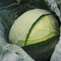 ЧЕКМЕЙТ F1 капуста белокочанная  Бейо