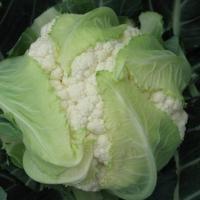 ШАССИРОН F1 капуста цветная Вильморин
