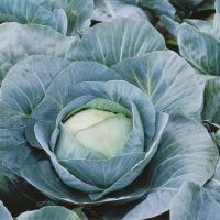 АДАПТОР F1 капуста белокочанная Сингента