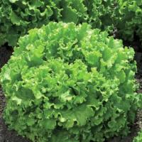 ЭСКИЗ F1 салат Вильморин (25 000 шт)