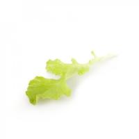 КАРЛОВИЯ F1 салат Райк Цваан, NS, 100 тыс.шт