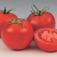 ГС 12 F1 томат Сингента