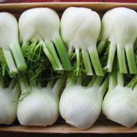 РОНДО F1 фенхель Бейо