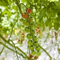 ДЕЛТАРИ F1 томат Райк Цваан