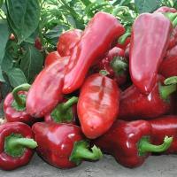 САМАНДЕР F1 перец Нюнемс (500 шт)