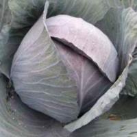 РОМАНОВ F1 капуста краснокочанная Хазера