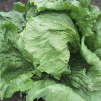 ТАССИК F1 салат Семинис, 10 гр