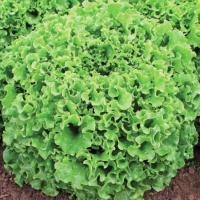 НАВАРОН F1 салат Вильморин (25 000 шт)