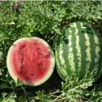 СТРАЙК F1 арбуз Гавриш (500 г)