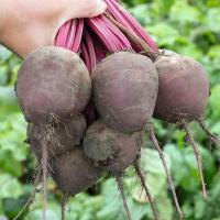 ВОДАН F1 свекла Бейо (3.5-4.0)