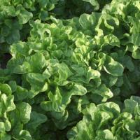 КРИЛДА F1 салат Райк Цваан, NS, 1 тыс.шт