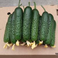 СПИНО F1 огурец Сингента