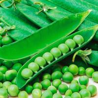 ШУГАР ФЛЭШ F1 горох Сингента (100 000 шт)