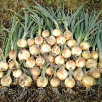 БЕННИТО F1 лук Семинис