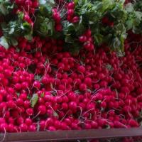 ВИРАЖ F1 редис Гавриш (1000 г)